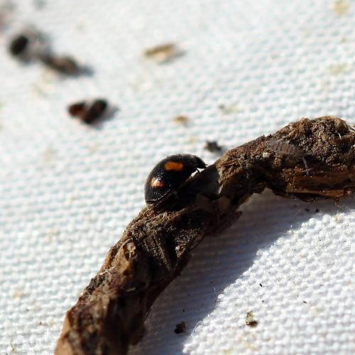Nephus quadrimaculatus